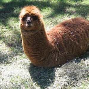 Meet your Posher, Paula